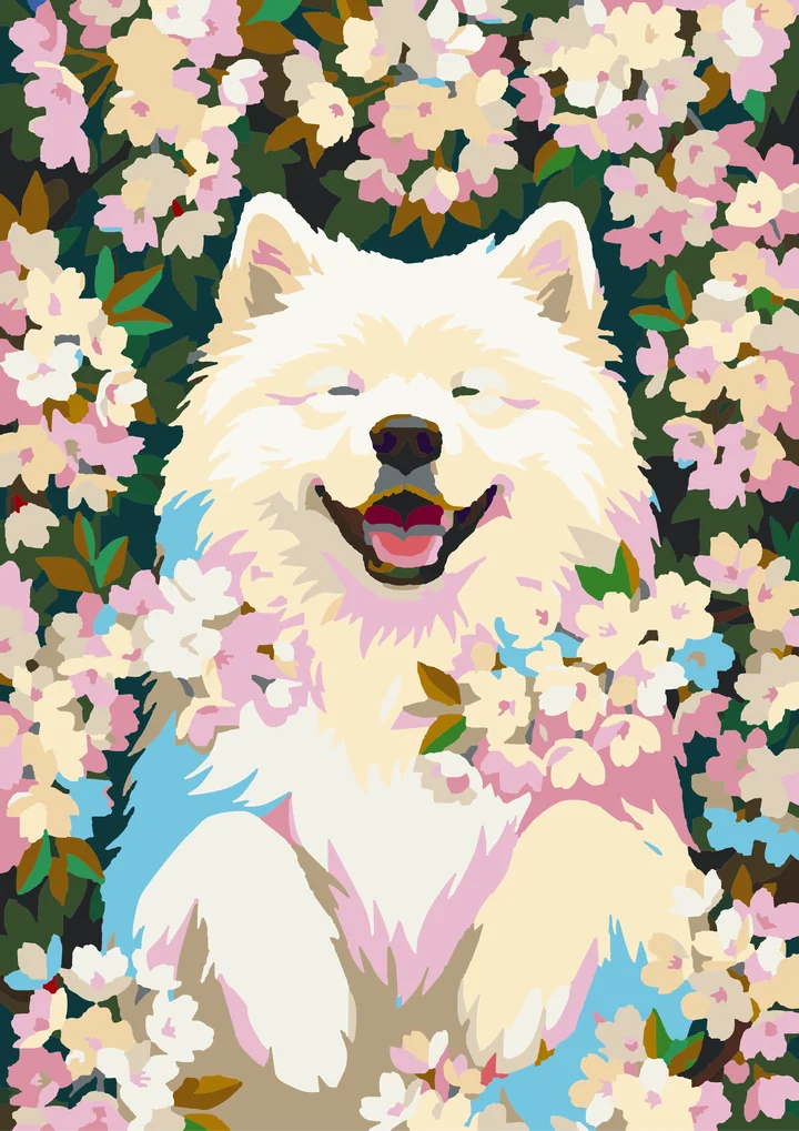 Samoyed’s Sakura Smile Amsterdam 72 preview